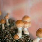 Advantages that attracts you to Buy Weed Online