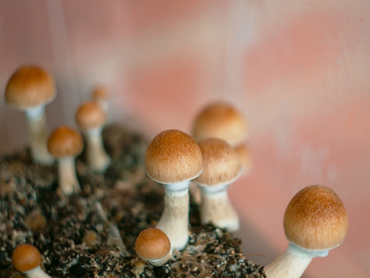 Advantages that attracts you to Buy Weed Online