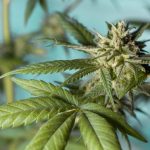 How To Buy Weed Online: The Best Way To Find Good Deal And Get The Best Price