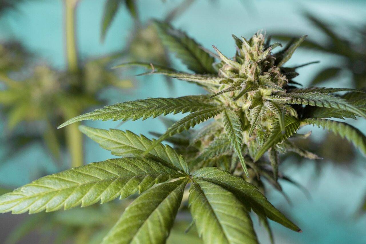 How To Buy Weed Online: The Best Way To Find Good Deal And Get The Best Price