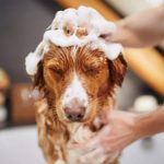 Common Allergies Observed in Pet Dogs