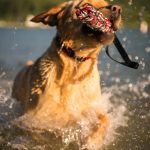 Interactive Fun: How Automated Pet Toys Strengthen the Bond Between Pets and Owners