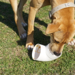 How Interactive Pet Toys Can Improve Your Pet's Mental Health