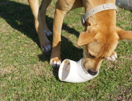 How Interactive Pet Toys Can Improve Your Pet's Mental Health