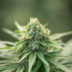 Access a Variety of Options with Online Dispensary Vancouver