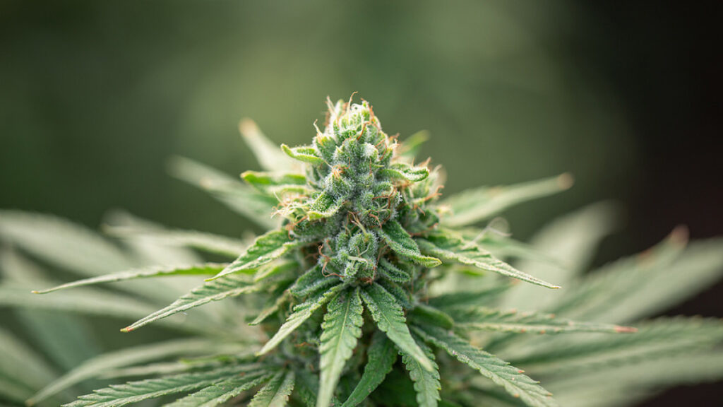 Access a Variety of Options with Online Dispensary Vancouver