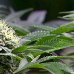 Weed Delivery: Offering Flexible Delivery Times to Fit Your Schedule