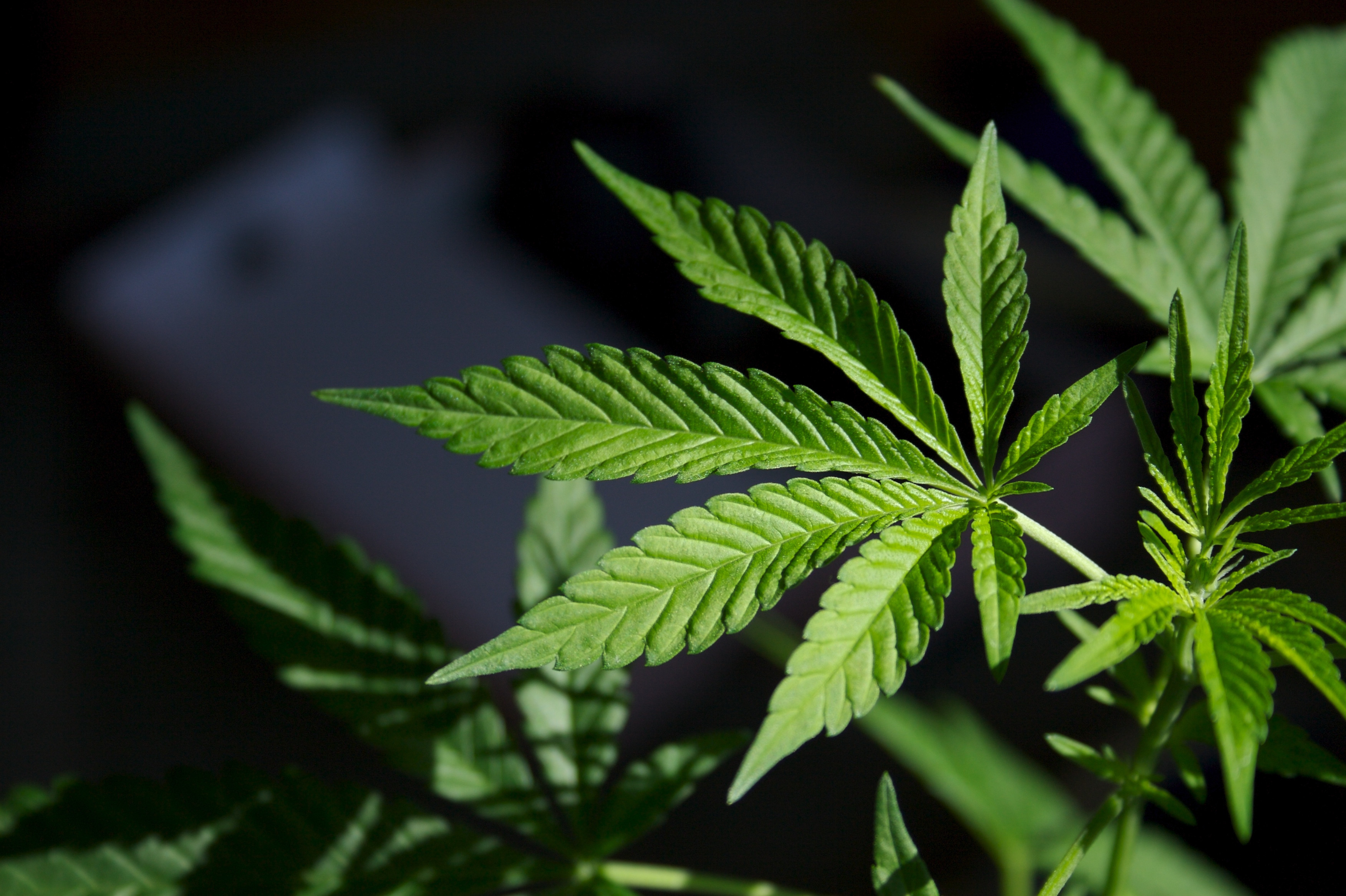 Cannabis Near Me Making It Simple to Find Trusted Local Suppliers
