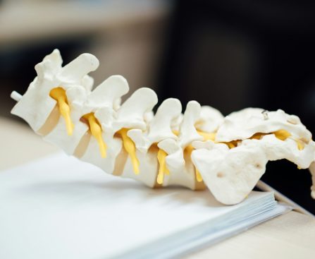A spinal model illustrating vertebrae and their connections, emphasizing musculoskeletal health.