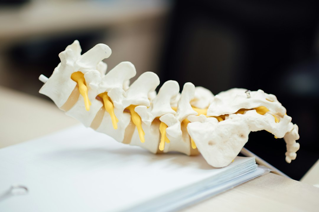 A spinal model illustrating vertebrae and their connections, emphasizing musculoskeletal health.